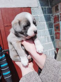 Low section of woman holding dog