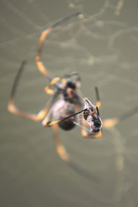 Close-up of insect on leaf