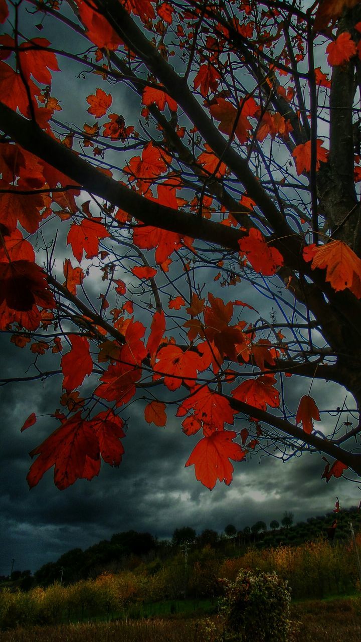 autumn, tree, change, red, season, branch, orange color, beauty in nature, tranquility, nature, growth, leaf, sky, tranquil scene, scenics, low angle view, day, outdoors, maple leaf, no people