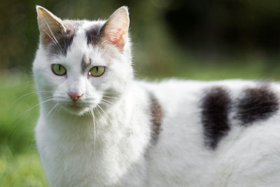 Close-up portrait of cat