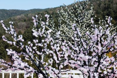 Cherry blossoms in spring against sky