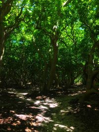 Trees in forest