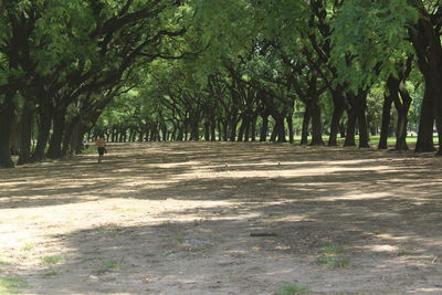 Trees in park