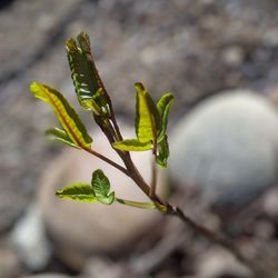 Close-up of plant growing on field