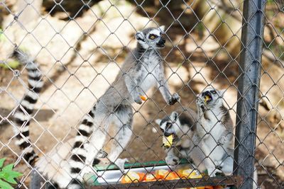 Close-up of owl in cage