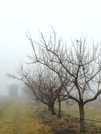 Bare tree on field against sky