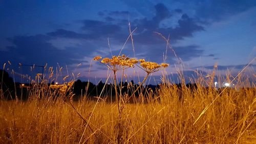 Close-up of flowering plants on field against sky