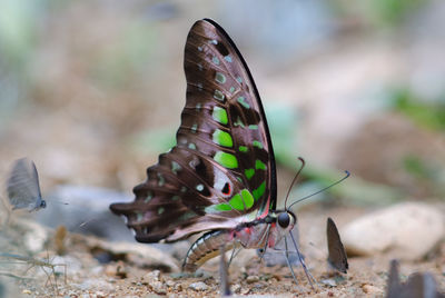Close-up of butterfly flying