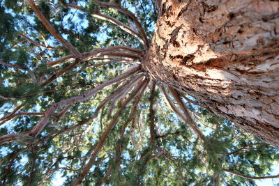 Low angle view of tree trunk