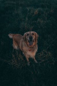 Portrait of dog standing on field