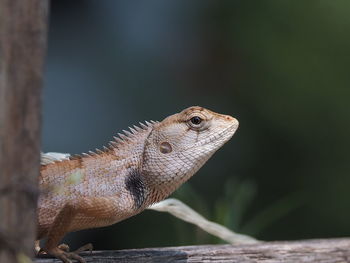 Close-up of lizard on wood