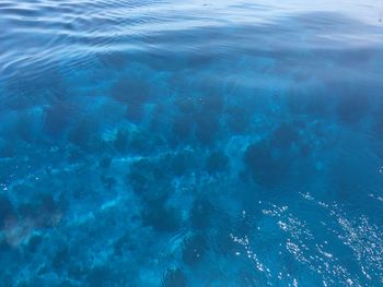 Close-up of swimming underwater