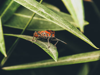 Close-up of insect on leaf