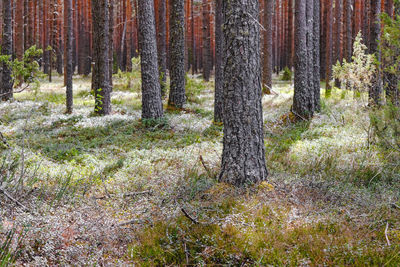 Trees in forest