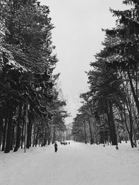 Trees on snow covered field against sky