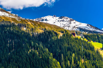 Panoramic view of pine trees against sky