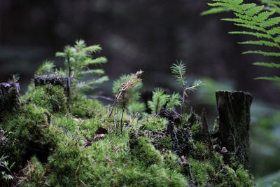 Close-up of plants and trees in forest