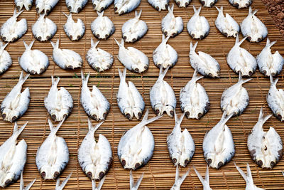 High angle view of white birds