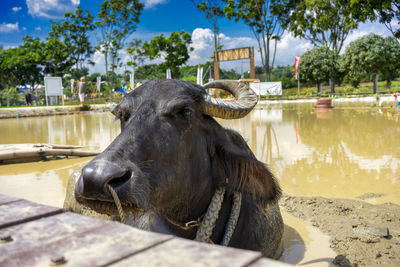 A water buffalo resting in a muddy padi field 