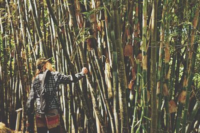 Rear view of man at bamboo grove