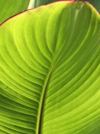Full frame shot of green leaf