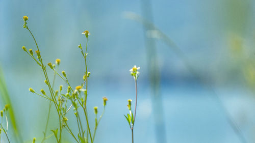 Close-up of flowering plant