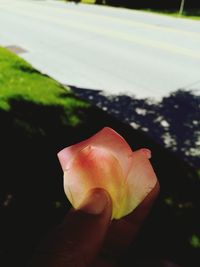 Close-up of hand holding flower against blurred background