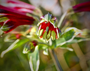 Close-up of red flower