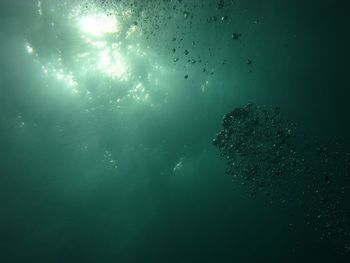 Jellyfish swimming in sea