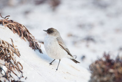 High angle view of bird perching on land