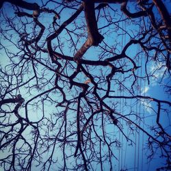 Low angle view of bare tree against sky