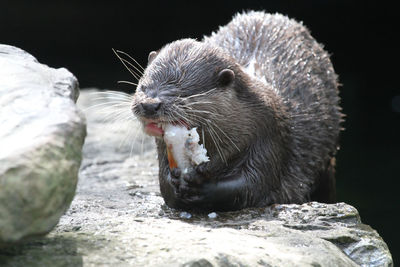 Close-up of wet otter eating fish on rock