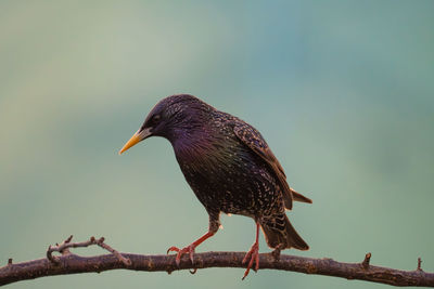 Close-up of bird perching on branch