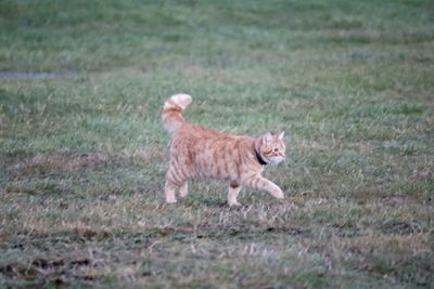 Cat on field