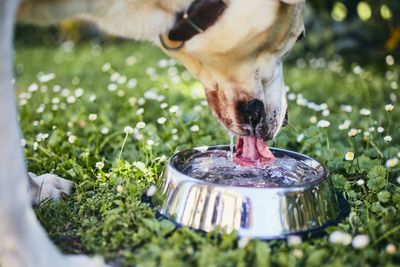 Close-up of dog eating food