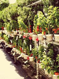 View of plants in garden