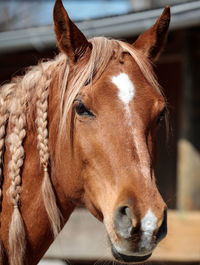 Close-up of a horse