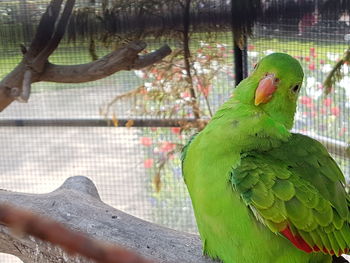 Close-up of parrot perching on tree