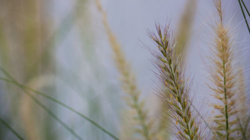 Close-up of wheat growing on field against sky