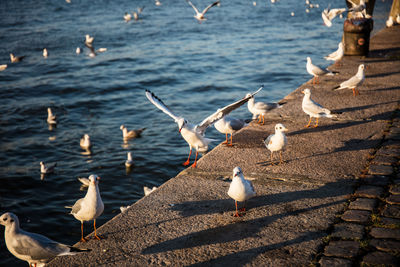 Flock of seagulls at beach