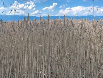 View of stalks in field against sky