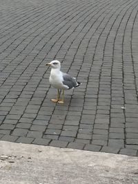 Bird perching on ground