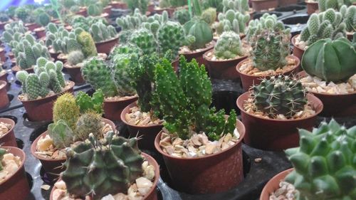 Close-up of cactus plants