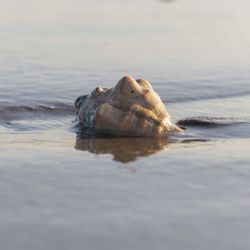 Surface level of an animal on beach