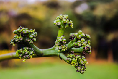 Close-up of flowering plant