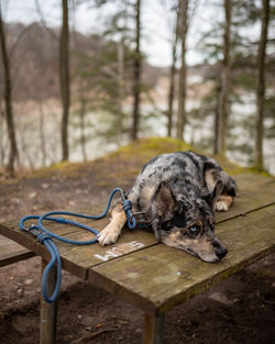 Close-up of dog standing in forest