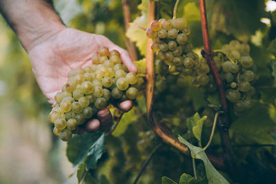 Close-up of hand holding fruit