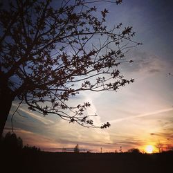 Low angle view of silhouette tree against sky