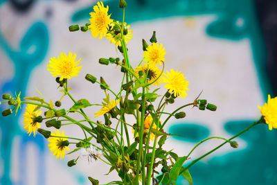 Close-up of yellow flowering plant