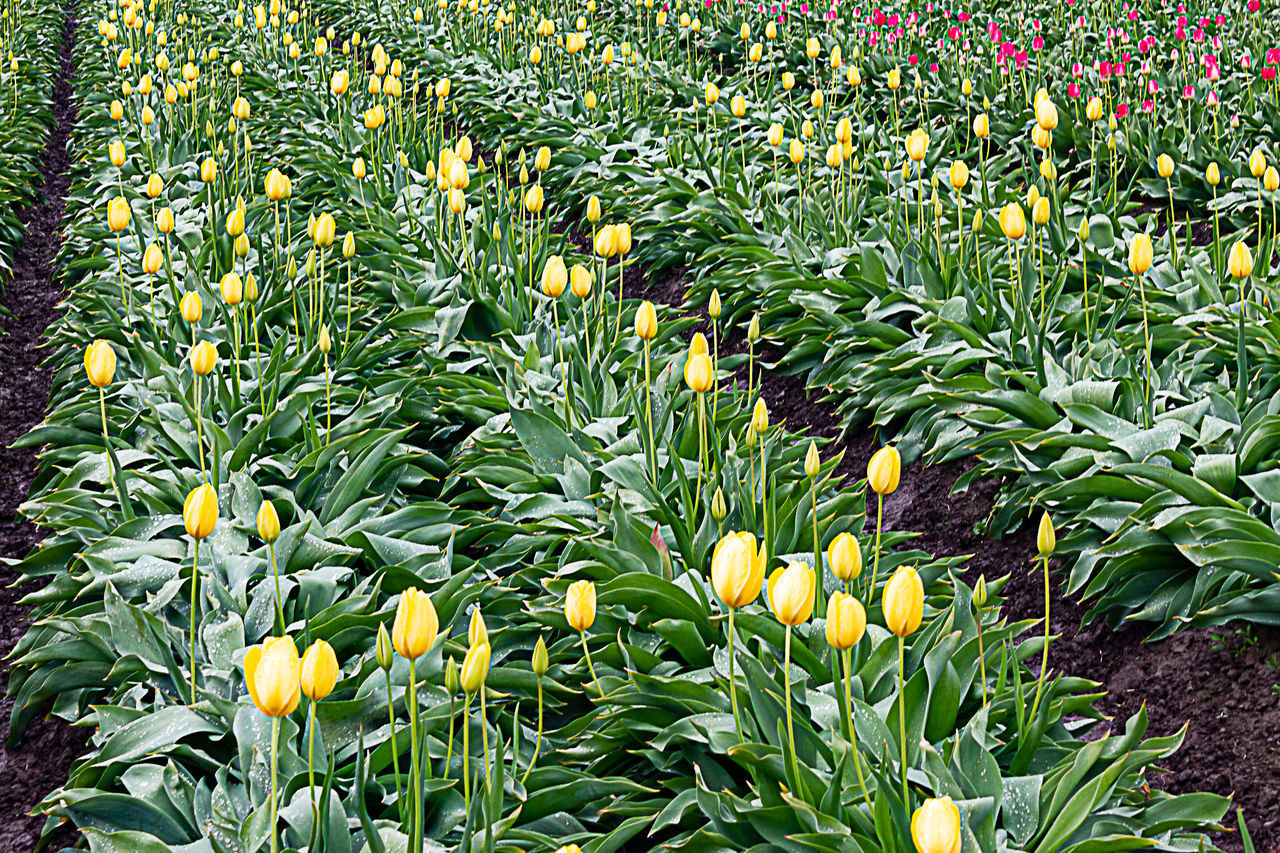 YELLOW FLOWERING PLANTS ON FIELD DURING RAINY SEASON